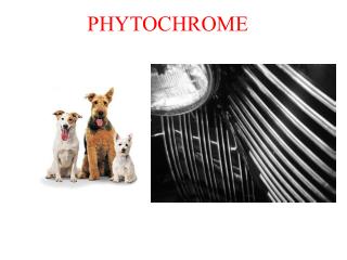 PHYTOCHROME
