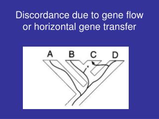 Discordance due to gene flow or horizontal gene transfer