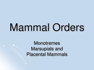 Mammal Orders