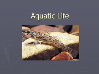 Aquatic Life