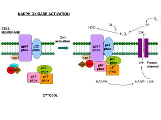 NADPH OXIDASE ACTIVATION