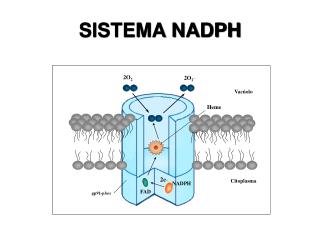 SISTEMA NADPH