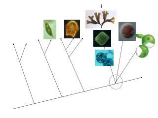 Stramenopiles