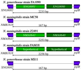 N. gonorrhoeae strain FA1090