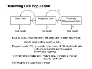 Stem cells (SC): low frequency, not accessible to direct observation