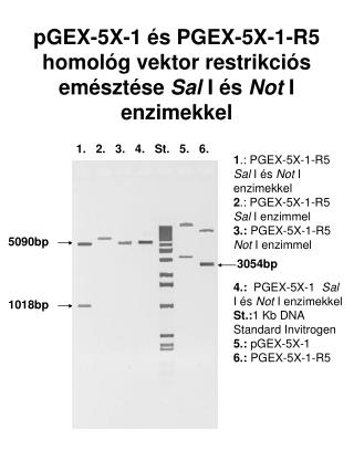 pGEX-5X-1 és PGEX-5X-1-R5 homológ vektor restrikciós emésztése Sal I és Not I enzimekkel