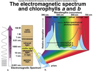 Photosynthesis Has Two Sets of Reactions