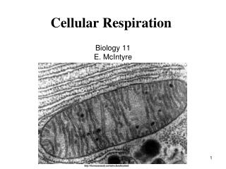 Cellular Respiration