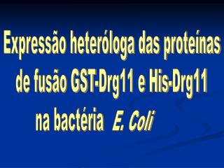 Expressão heteróloga das proteínas de fusão GST-Drg11 e His-Drg11