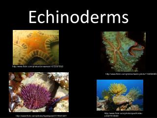 Echinoderms