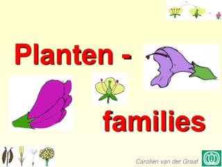 Planten - 				families