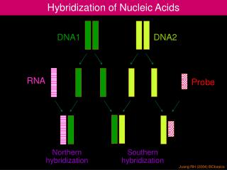 Hybridization of Nucleic Acids