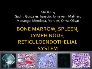 BONE MARROW, SPLEEN, LYMPH NODE, RETICULOENDOTHELIAL SYSTEM