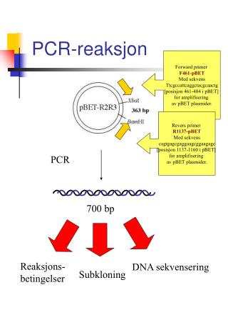 PCR-reaksjon