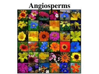 Angiosperms