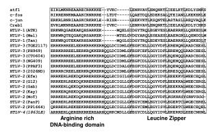 Arginine rich DNA-binding domain