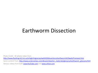 Earthworm Dissection