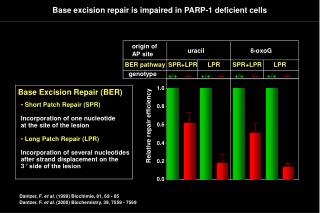 Base excision repair is impaired in PARP-1 deficient cells