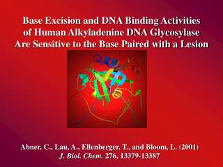 Base Excision and DNA Binding Activities of Human Alkyladenine DNA Glycosylase
