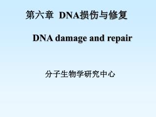第六章 DNA 损伤与修复 DNA damage and repair
