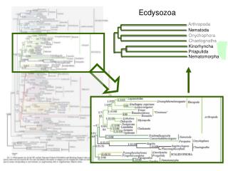 Ecdysozoa