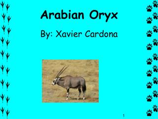 Arabian Oryx