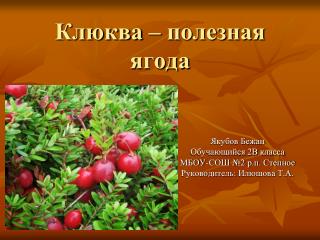 Клюква – полезная ягода