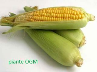 piante OGM