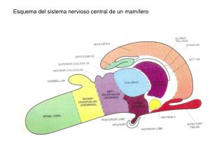Esquema del sistema nervioso central de un mamífero
