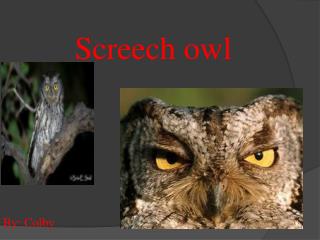 Screech owl