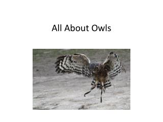 All About Owls