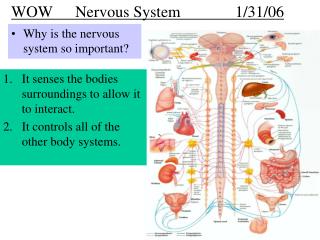 WOW 	Nervous System		1/31/06