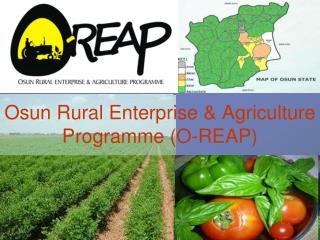 Osun Rural Enterprise &amp; Agriculture Programme (O-REAP)