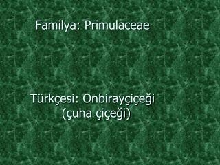 Familya: Primulaceae Türkçesi: Onbirayçiçeği (çuha çiçeği)