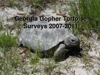 Georgia Gopher Tortoise Surveys 2007-2011