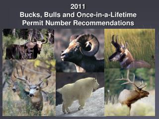2011 Bucks, Bulls and Once-in-a-Lifetime Permit Number Recommendations