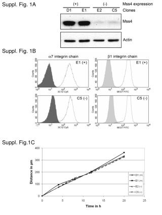 Suppl. Fig. 1A