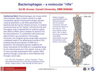 Bacteriophages – a molecular “rifle” Sol M. Gruner, Cornell University , DMR 0936384