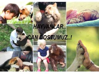 HAYVANLAR… CAN DOSTLARIMIZ…