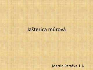 Jašterica múrová