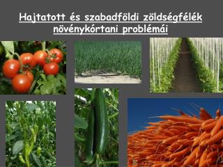 Hajtatott és szabadföldi zöldségfélék növénykórtani problémái