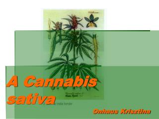 A Cannabis sativa			 				 Onhaus Krisztina
