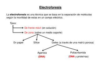 Electroforesis