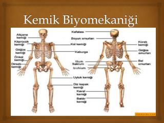 Kemik Biyomekaniği