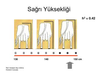 Sağrı Yüksekliği