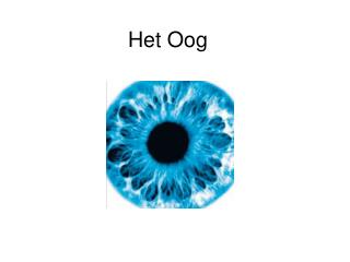 Het Oog