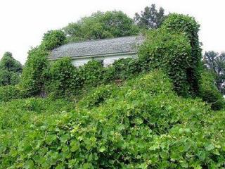 ( Kudzu)