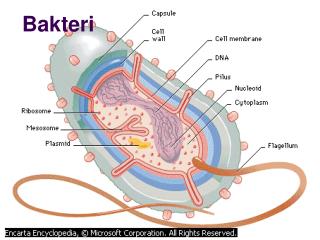 Bakteri