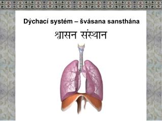 Dýchací systém – švásana sansthána