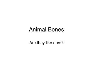 Animal Bones